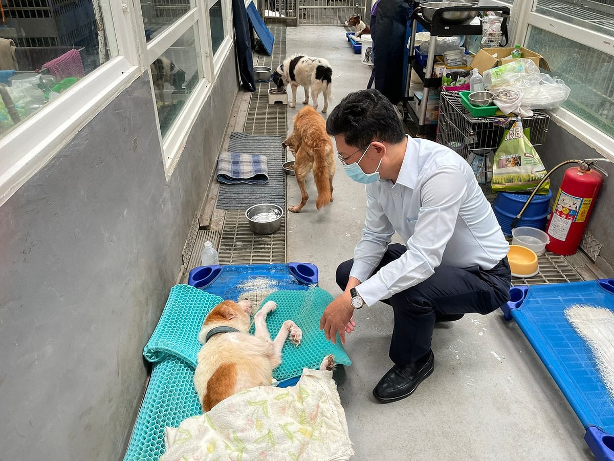 新北市議員金瑞龍常到中和流浪動物之家看看毛寶貝，跟牠們說說話。 圖：金瑞龍服務處/提供