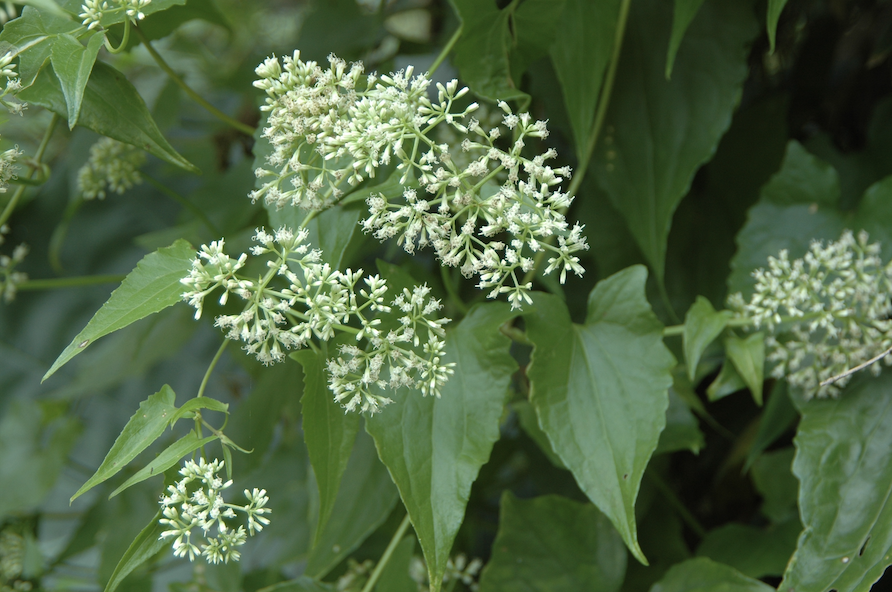 小花蔓澤蘭。    圖：林務局/提供