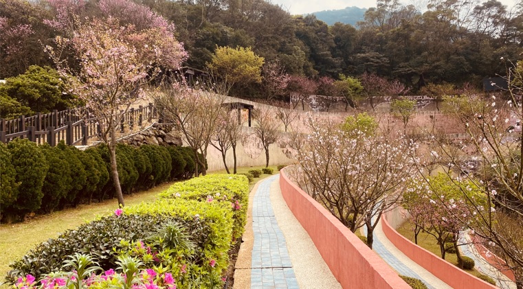 三芝櫻花生命園區啟用邁入第十年，植存人數大幅攀升。