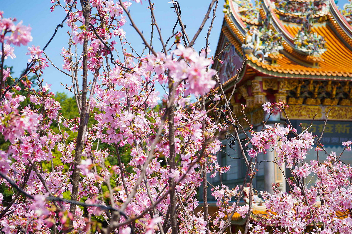 竹林山觀音寺前櫻花整排盛開粉白花瓣飛舞超浪漫。 圖：林口區公所提供