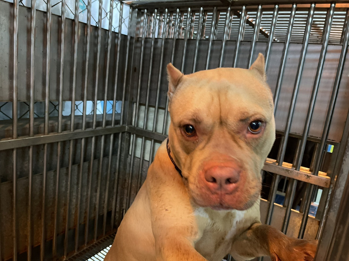 三重區新北大道被遺棄的母比特犬，目前在五股動物之家，待絕育。 圖：新北市動保處提供