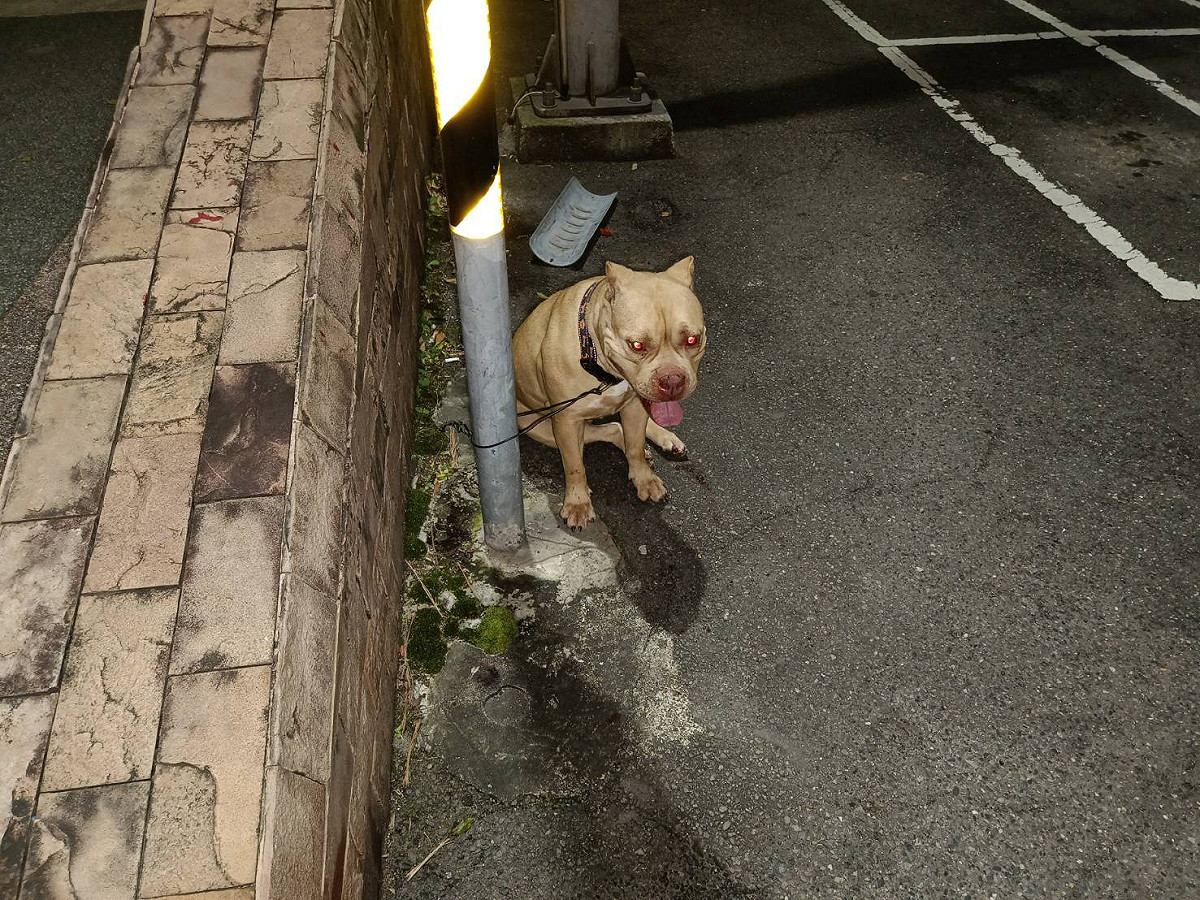 三重區新北大道1段被遺棄的母比特犬，無辜的看著民眾走過。 圖：新北市動保處提供