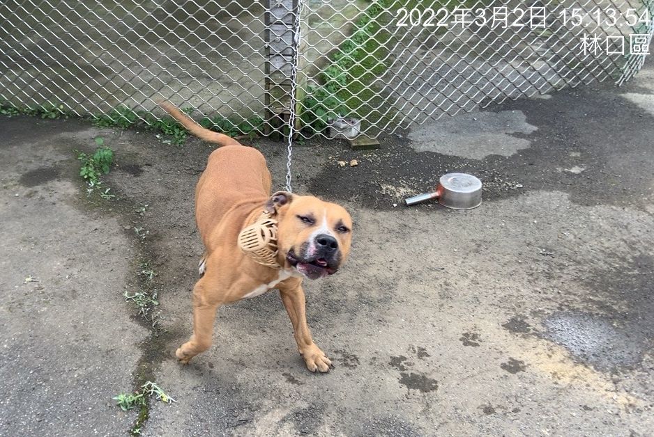 林口區射擊場門口被遺棄的公比特犬，項鍊旁還有口罩。 圖：新北市動保處提供