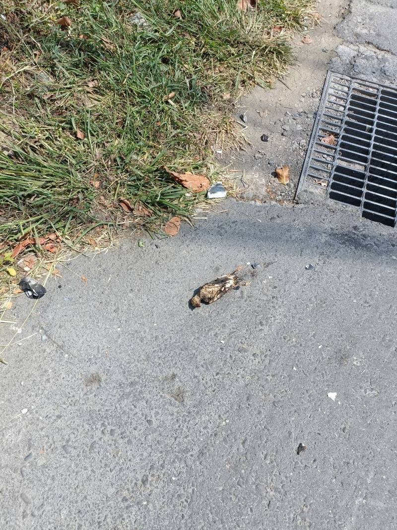 近日接連發生鳥獸碰觸帶電設備造成停電（資料照）。 圖：台電／提供