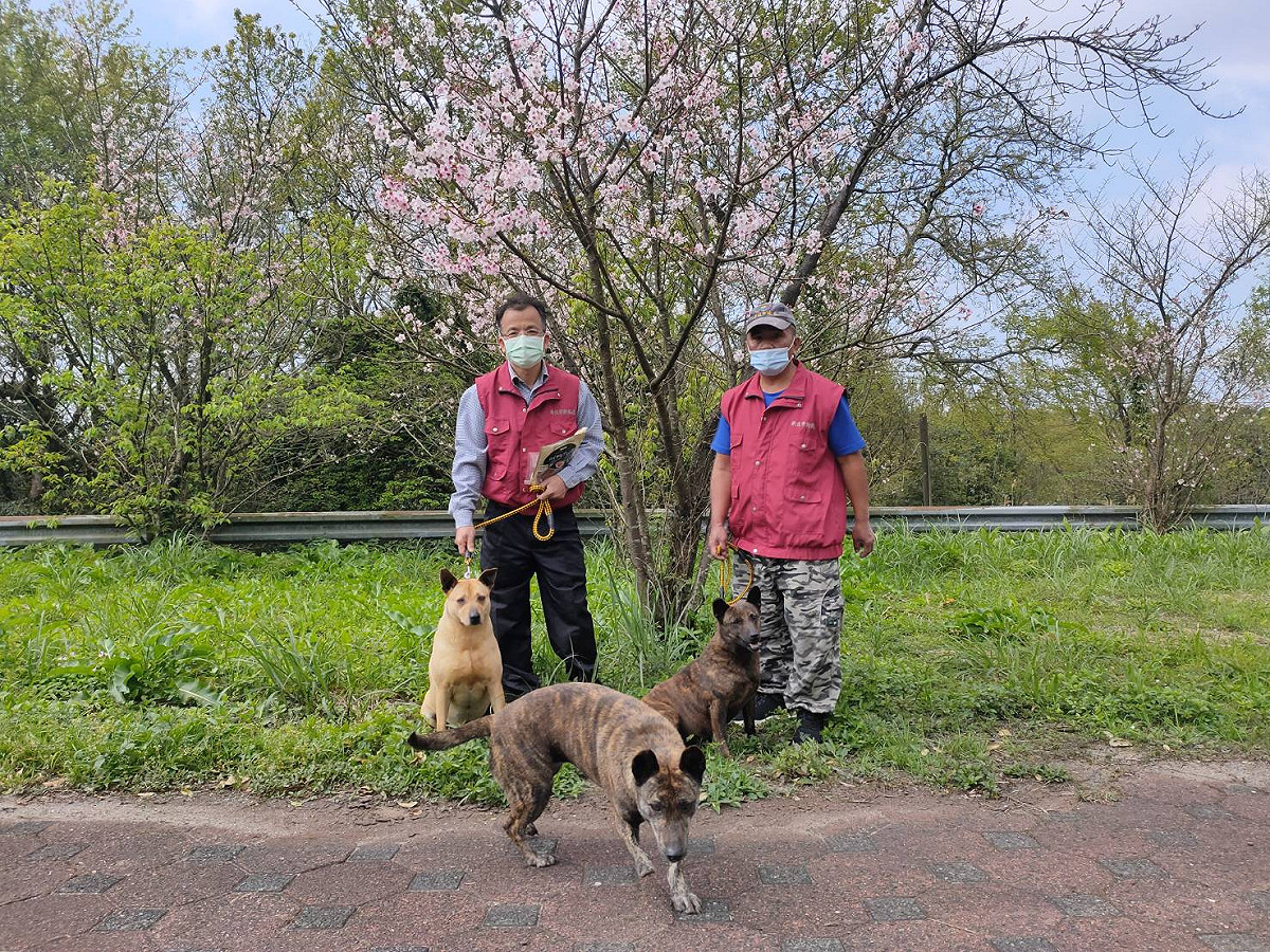 遛狗賞櫻是春天最棒的活動。 圖：新北市動保處提供