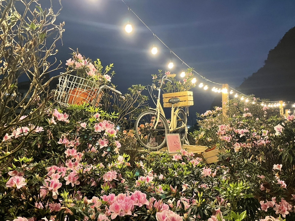 夜賞萬金杜鵑。 圖：新北市農業局提供