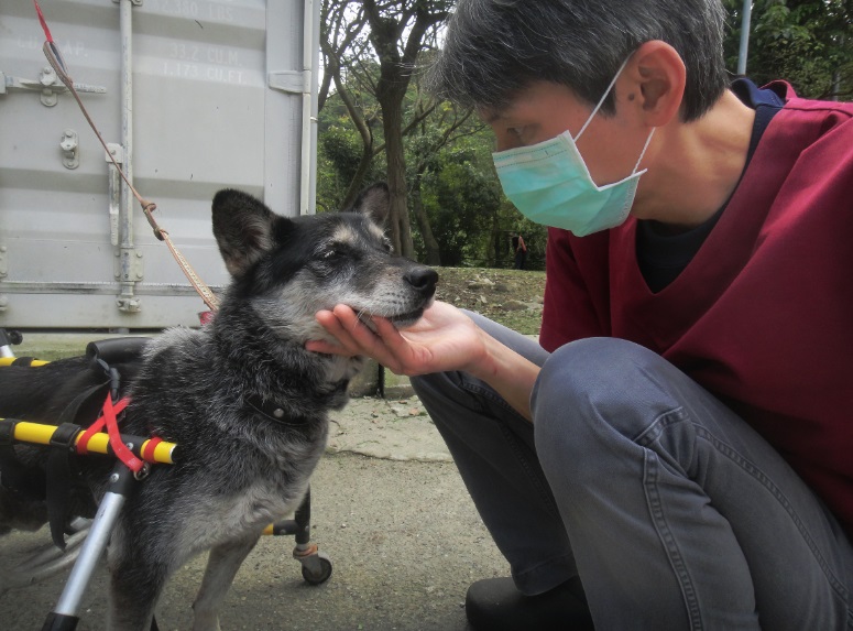 「芳芳」經過獸醫師及動保員細心照顧後，褥瘡傷口漸漸復原，原本緊張害怕的牠也恢復對人的信任及親近。 圖：新北市動保處提供