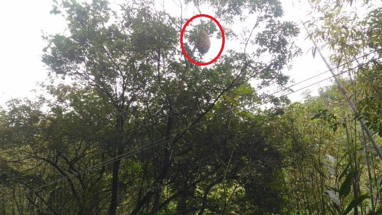 三貂嶺火車站往碩仁國小途中步道旁樹上的黃腳虎頭蜂窩，高度位在約2層樓高。 圖：新北市動保處提供