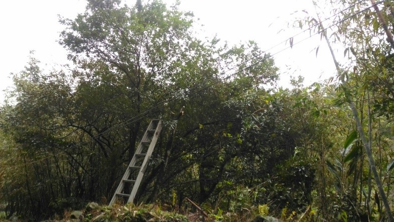 樹上的虎頭蜂窩已隨著鋸斷的樹枝掉落地面。 圖：新北市動保處提供