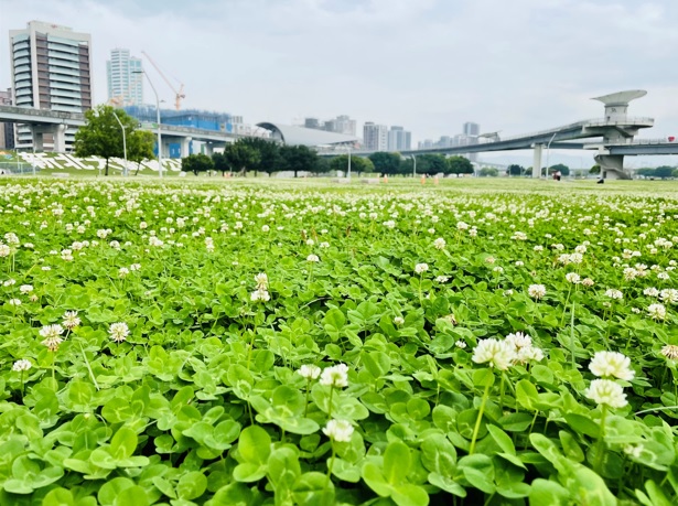 白花三葉草盛開於新北大都會公園。 圖：新北市水利局提供