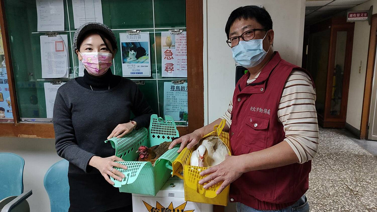 新北市動保處委請知名愛禽更生人簡碧燕領養雞鴨，帶至中華護生協會回歸田園生活。 圖：新北市動保處提供