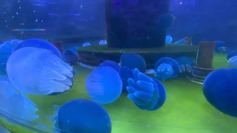 潮境智能海洋館是北北基首座結合海洋生物與科技發展的虛實整合實境水族館。 圖：海科館／提供
