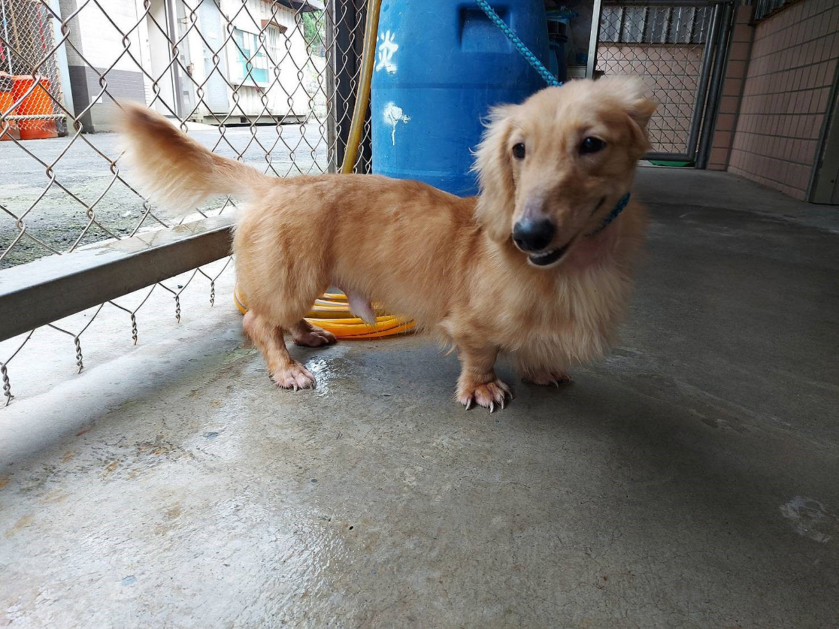 長毛臘腸犬治療痊癒變萌犬。 圖：新北市動保處提供