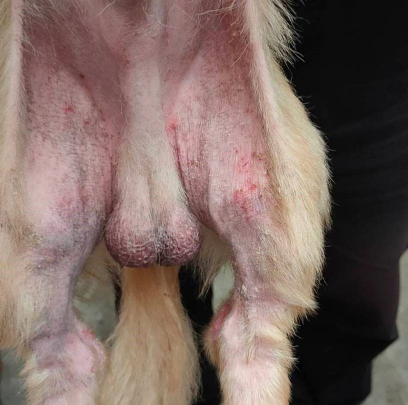 長毛臘腸犬剛獲救援時，全身出現鱗屑、痂皮、色素沉著、皮膚肥厚、皮脂漏和油臭味。 圖：新北市動保處提供