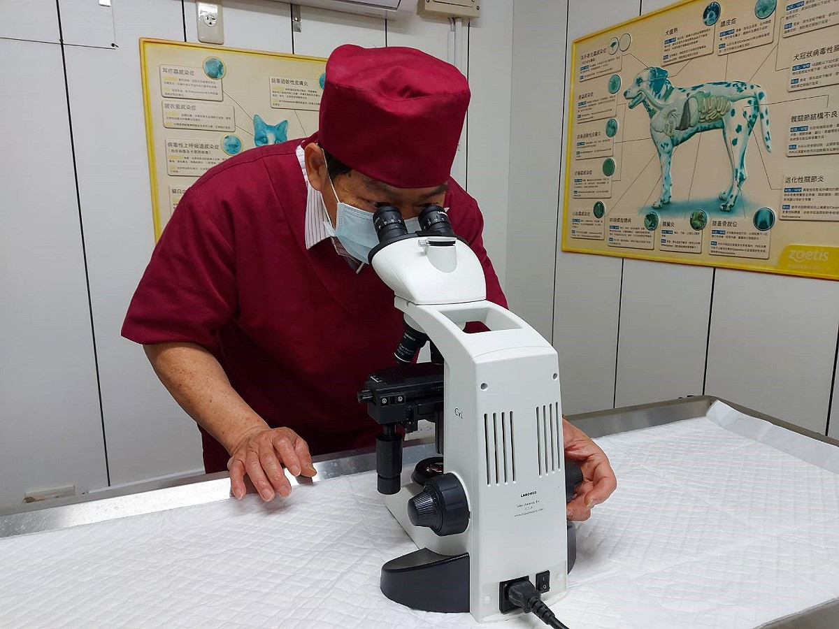 獸醫彭明發以深層皮膚搔刮鏡檢，觀察到毛囊蟲蟲體。 圖：新北市動保處提供