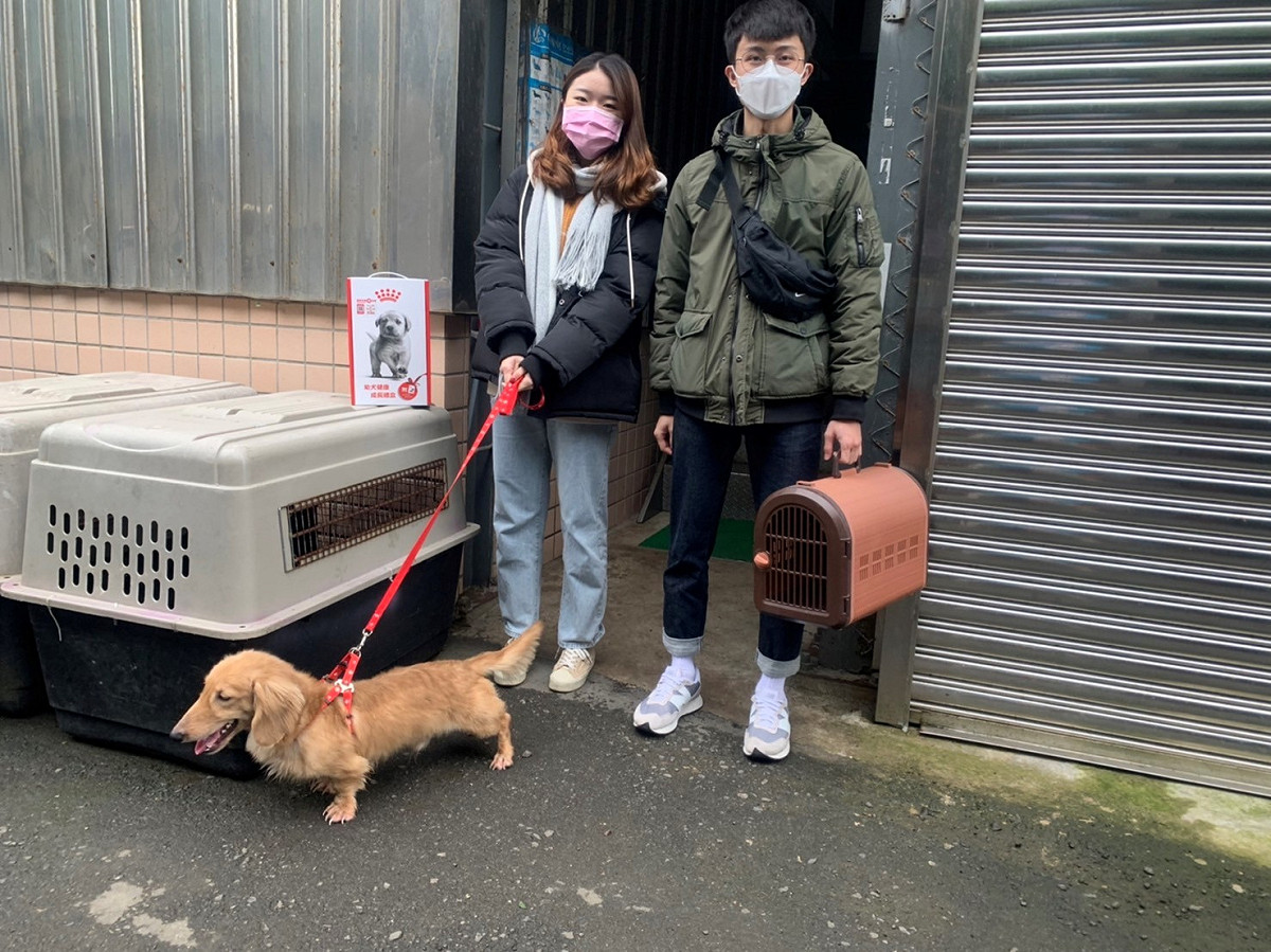 長毛臘腸犬在開放認養當天幸運中籤，被民眾開心帶回飼養。 圖：新北市動保處提供