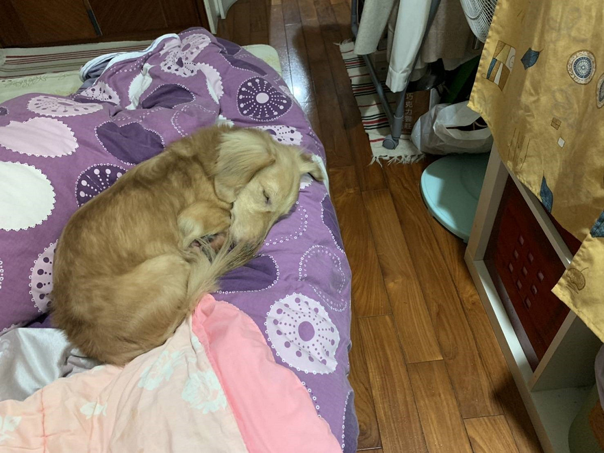 長毛臘腸犬在認養人家中安心舒適的萌樣。 圖：新北市動保處提供