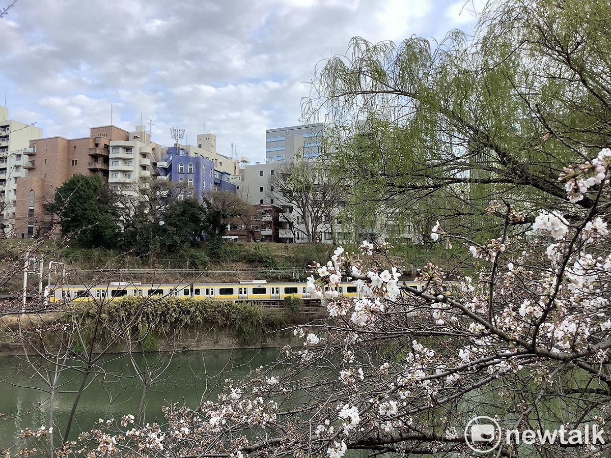 東京櫻花開始開了啦，一週後滿開時，人流暴增的憂慮大，但為了經濟只好解封。 圖：劉黎兒攝
