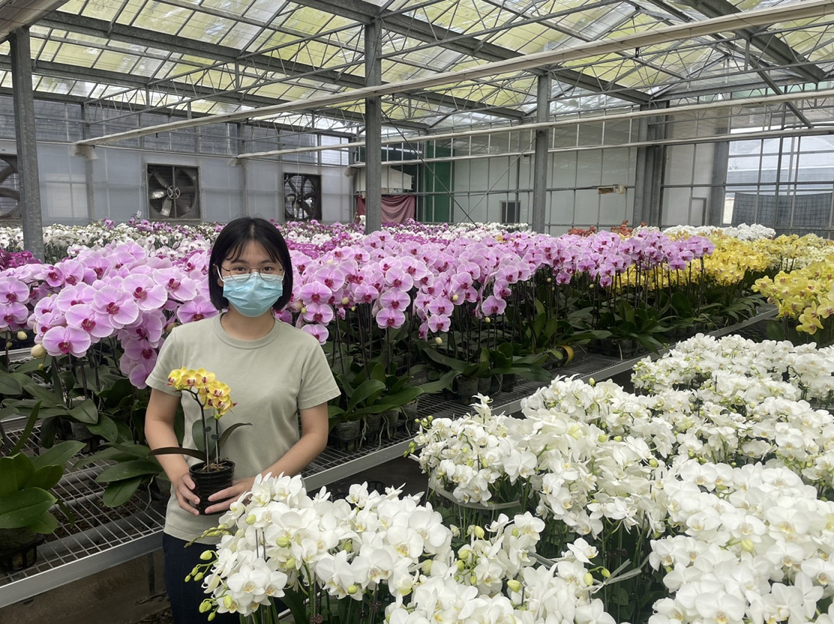 參觀蘭展民眾只要憑今年1月1日至4月5日住宿台南合法旅宿的發票或收據等證明，即可至會場內的「台南市政府觀光旅遊局服務台」兌換蘭花小盆栽。 圖：台南市觀光局／提供