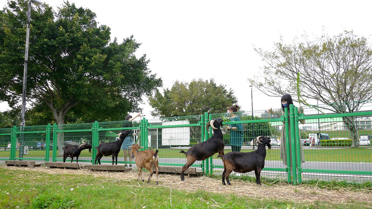 親水公園（羊咩咩的家）與羊互動小樂趣。 圖：新北市水利局提供