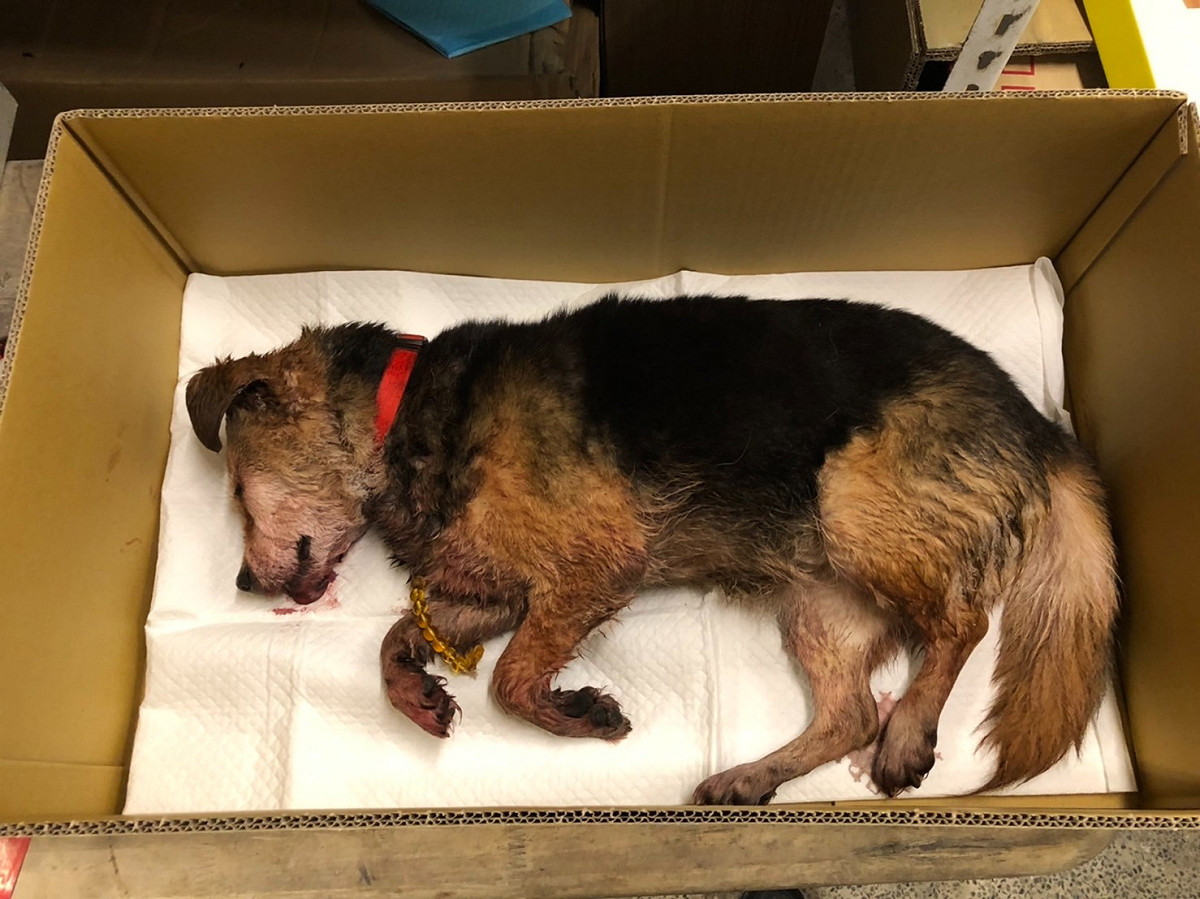 毛孩滿滿遭打致死，飼主傷心將大體送往萬里福田寵物禮儀社火化。 圖：新北市動保處提供