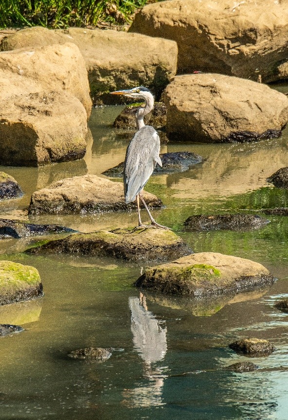 湳仔溝在台北市野鳥學會實地調查中已至少發現41種鳥類（圖：蒼鷺）。 圖：新北市水利局提供