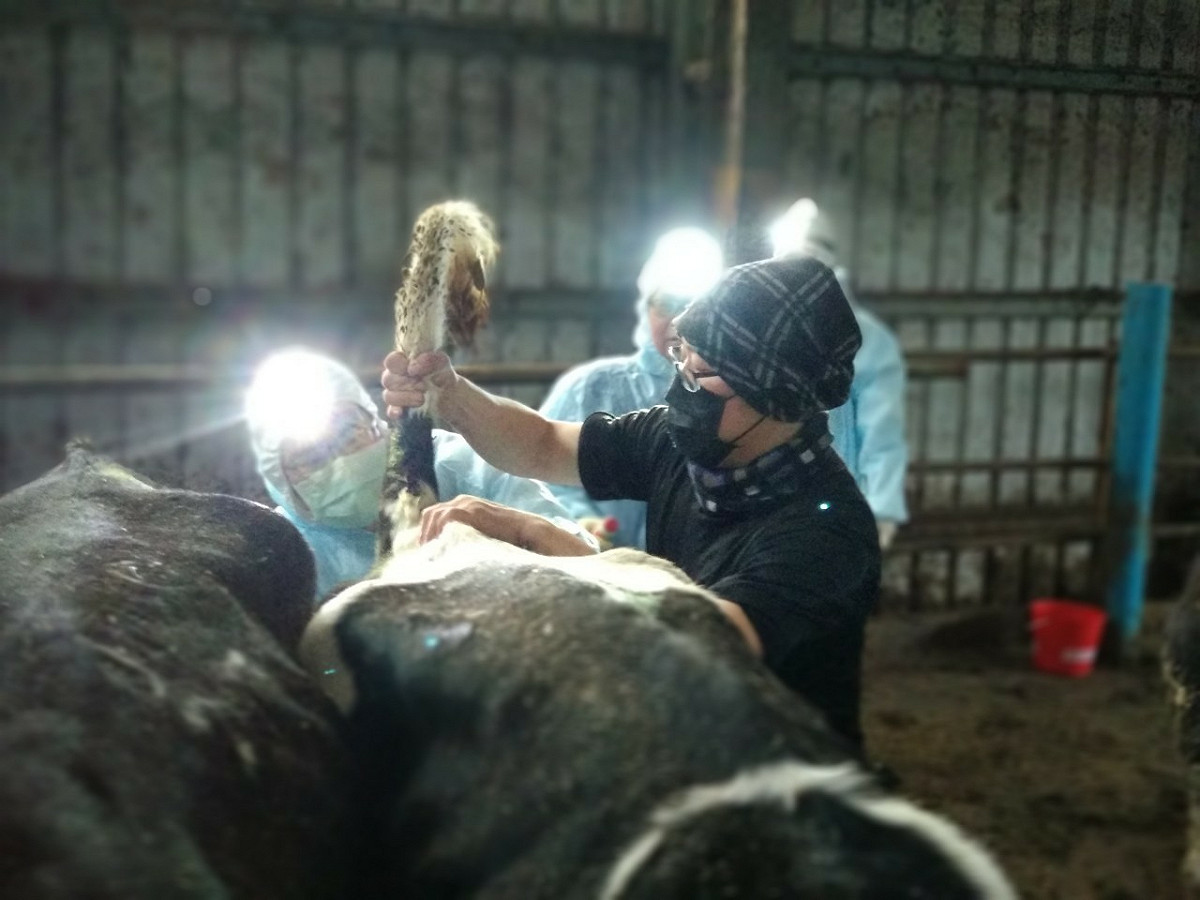 獸醫師團隊逐一對乳牛做結核菌素試驗。 圖：新北市動保處提供