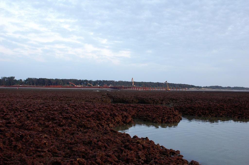 桃園沿海海岸線長達40公里，其中約有27公里海岸線是珍貴的藻礁礁體。 圖：劉靜榆提供
