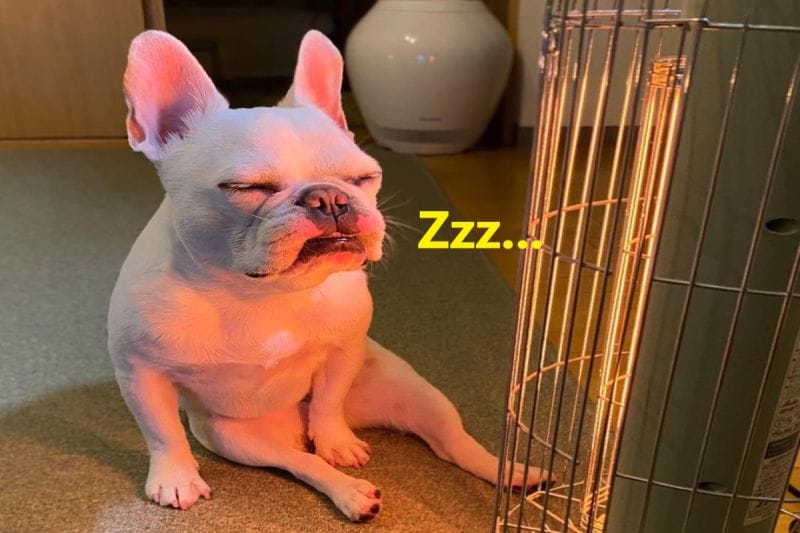日本有一隻法鬥犬迷戀上暖爐，坐在前方像極了中年大叔。 圖／IG帳號himegonzaresu