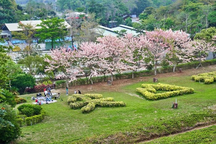 柳營尖山埤江南渡假村的花旗木景色，假日園區入口售票處也提供和服與COSPLAY服裝租借。 圖：南市觀旅局／提供