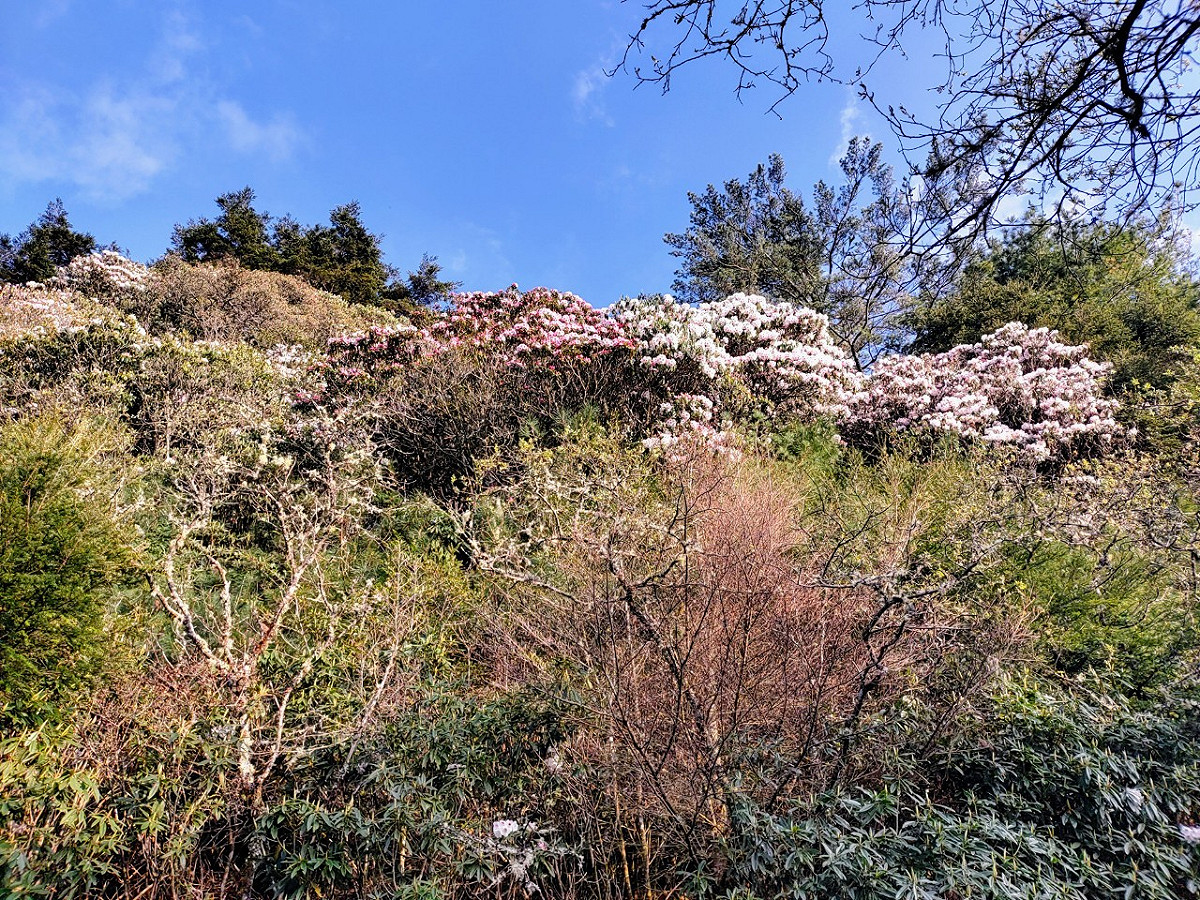 在4月，旅客還有機會在塔塔加見證玉山杜鵑粉妝山頭的盛宴。 圖：翻攝自玉山國家公園官網