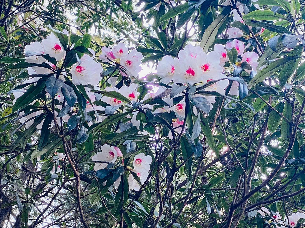 旅客可至香林國小、阿里山博物館、沼平公園、神木車站及第一管制哨欣賞盛開的玉山杜鵑。 圖：翻攝自阿里山國家森林遊樂區臉書