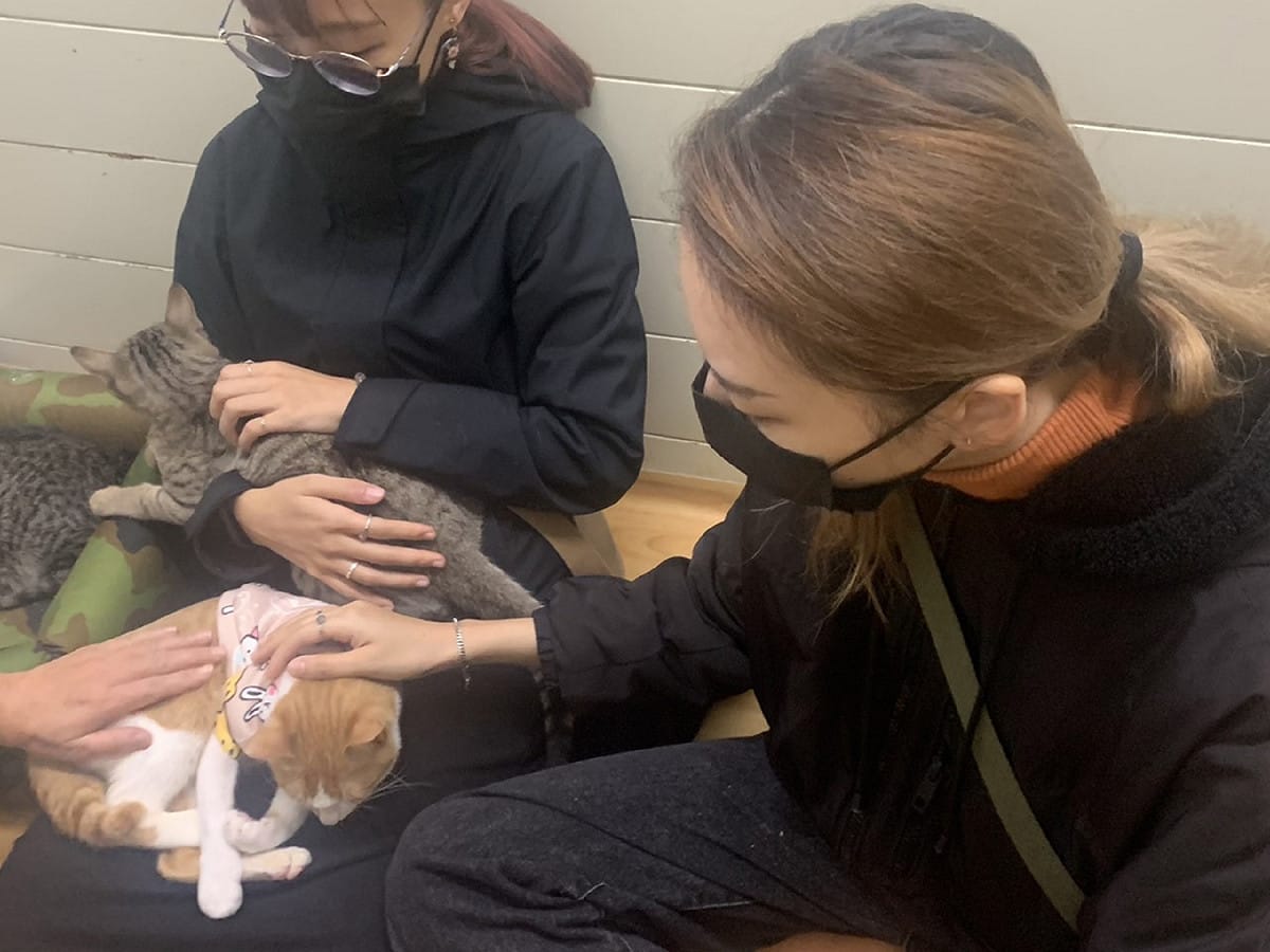 李小姐來到動物之家參觀，見到2隻貓個性好且活潑，並與貓隻互動。 圖：新北市動保處提供