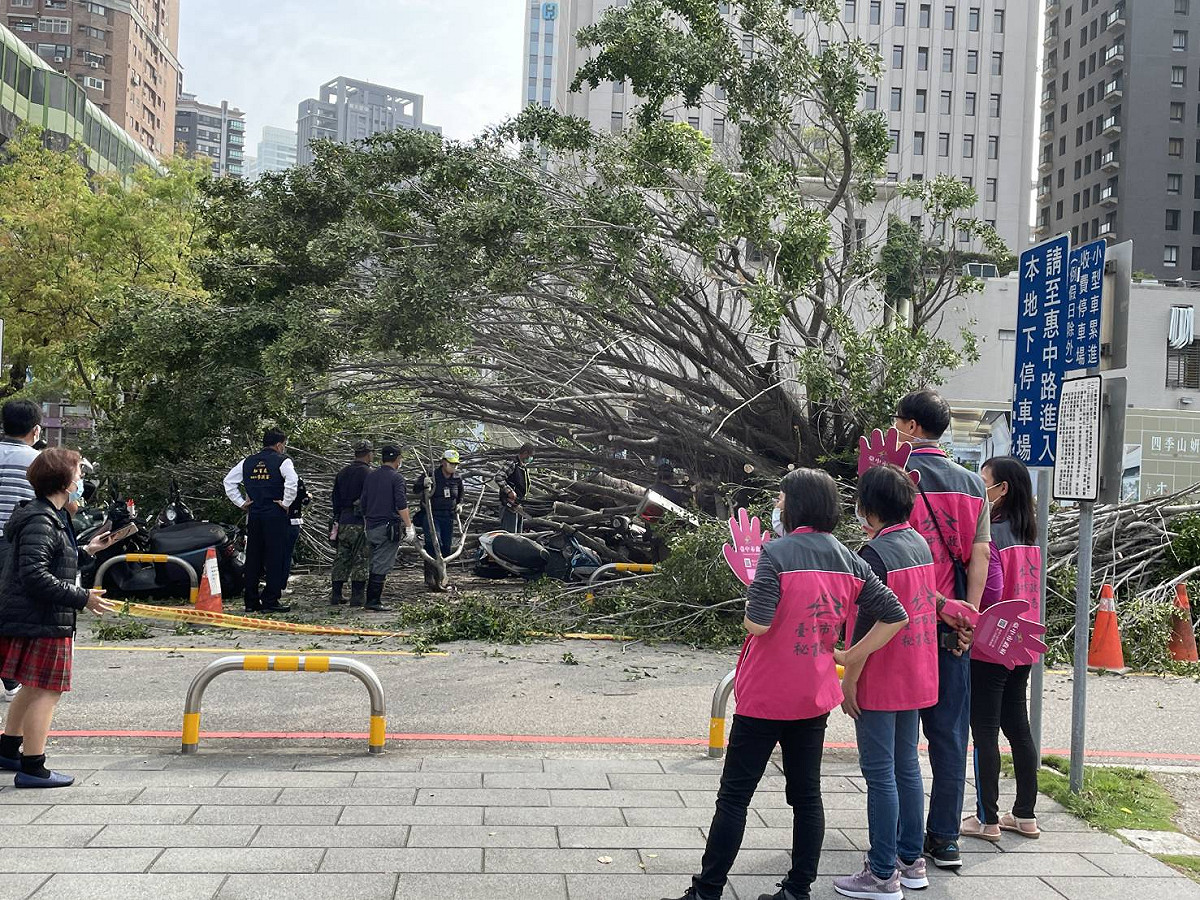 中市府旁一棵50年老榕樹突然倒塌。 網友/提供