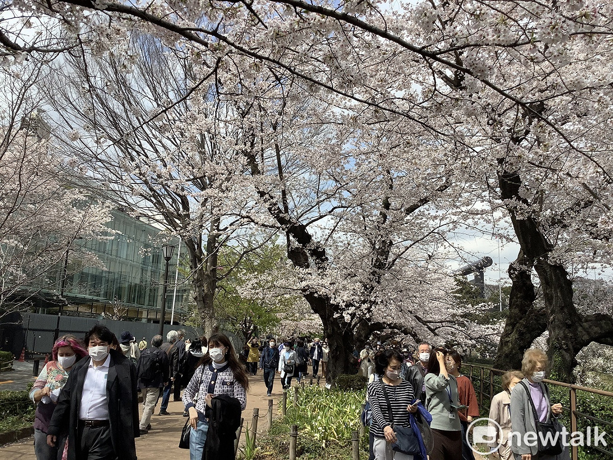 東京27日宣布櫻花盛開，各處賞櫻人潮洶湧。 圖：劉黎兒攝