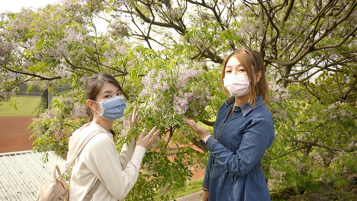 苦楝淡紫色細小花朵遍覆著枝椏鑲嵌在青綠之間。 圖：新北市水利局提供