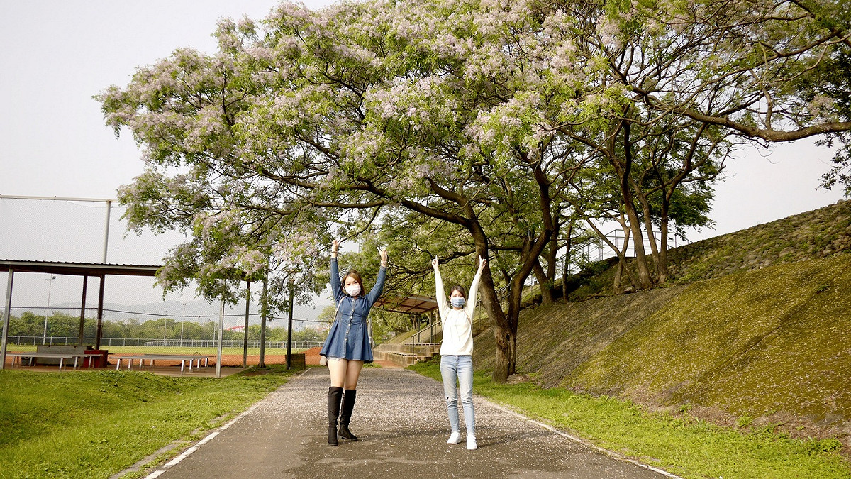 盛開的苦楝花，為新北河濱增添浪漫優雅的風貌。 圖：新北市水利局提供