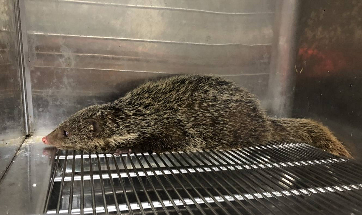 食蟹獴頭部細長、吻端突出。 圖：新北市動保處提供
