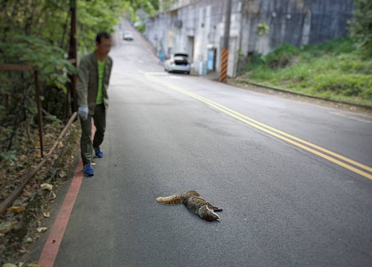 食蟹獴遭遇路殺意外。 圖：新北市動保處提供