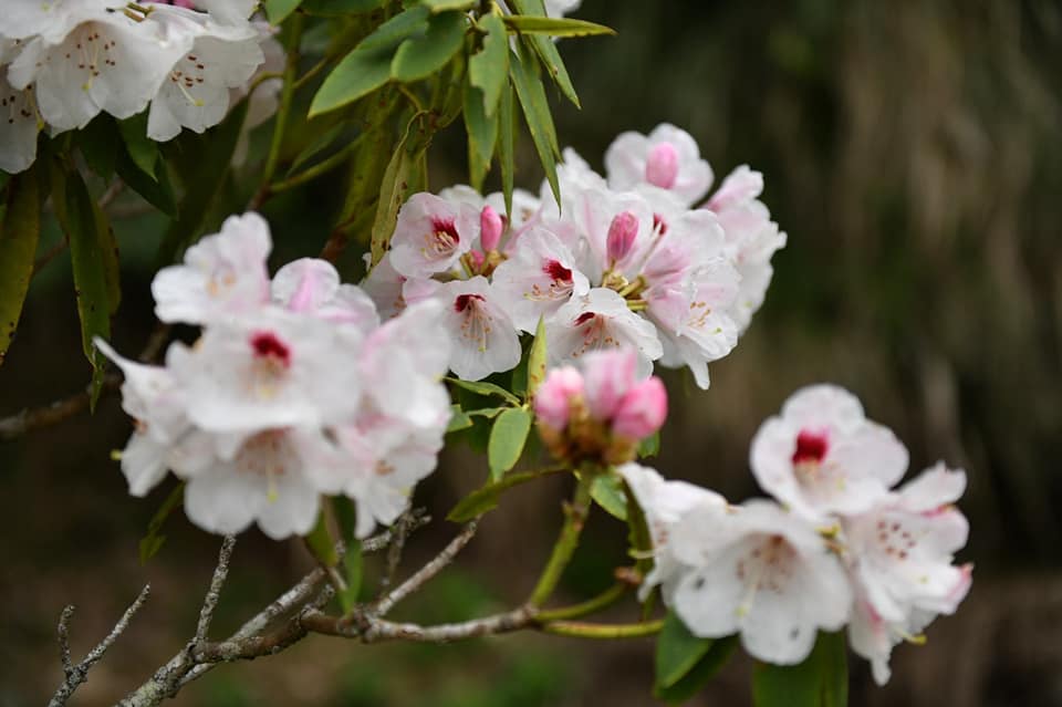 東勢林管處表示，因今年氣候比較溫暖，玉山杜鵑開花時間較往年提早。 圖：翻攝自林務局東勢林區管理處臉書
