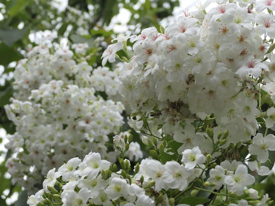 「台南市客家桐花季」將於4/19、4/20在楠西梅嶺大湖桶桐花步道休憩區登場。 圖：翻攝自台南客家臉書