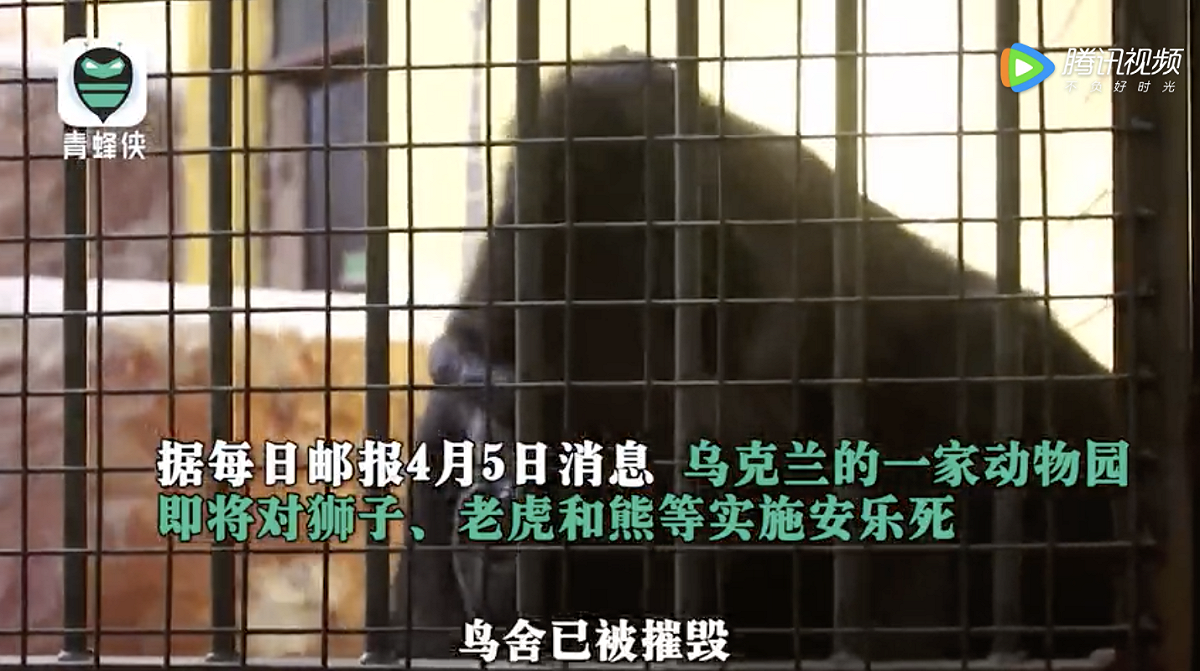 烏克蘭生態公園負責人表示，為了不讓獅子、老虎等兇猛動物逃竄至郊區，造成生命財產的損失，將安排為他們進行安樂死。 圖：翻攝青蜂俠