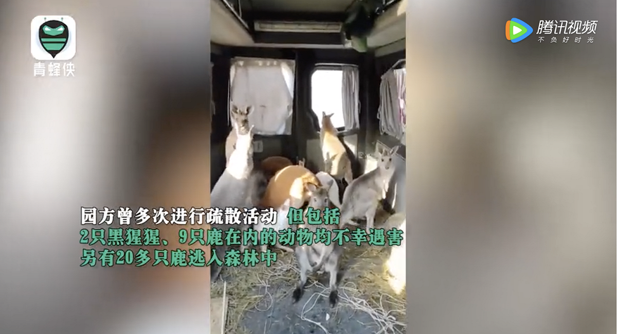 動物園已經成功撤離袋鼠、小鹿等小動物，還有一家在烏克蘭成功繁衍的貘也被安置到波瓦塔地區（Poltava）。 圖：翻攝青蜂俠