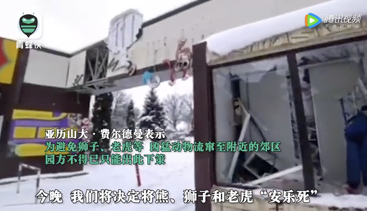 在基礎設施都被摧毀的狀況下，獅子、老虎等動物奇蹟似的活下來，不過牠們的柵欄嚴重受損，為安全著想，才會出此下策。 圖：翻攝青蜂俠