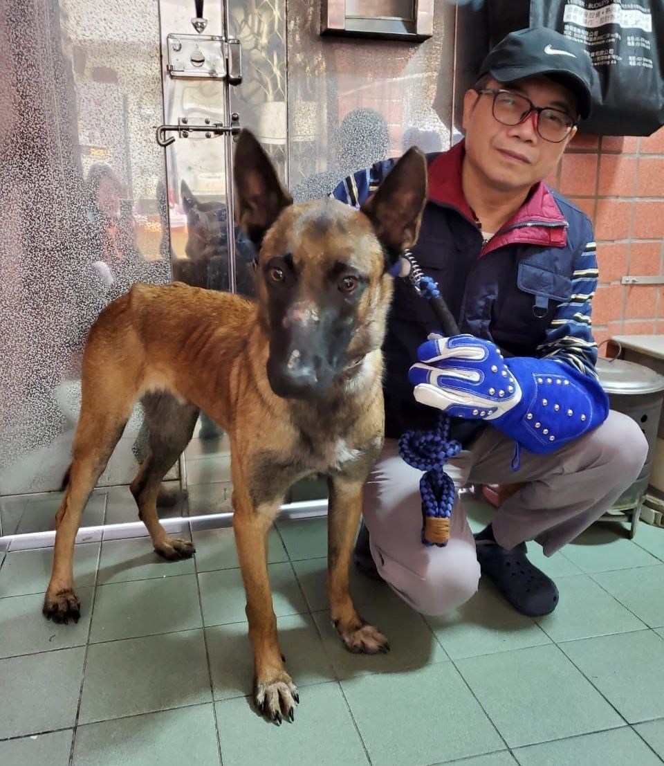 狼犬「旺來」透過服從及訓練，精神及攻擊性獲極大改善。 圖：新北市動保處提供