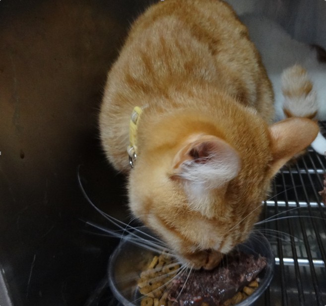 新北市動保處讓動物之家的毛寶貝吃鮮食。 圖：新北市動保處提供