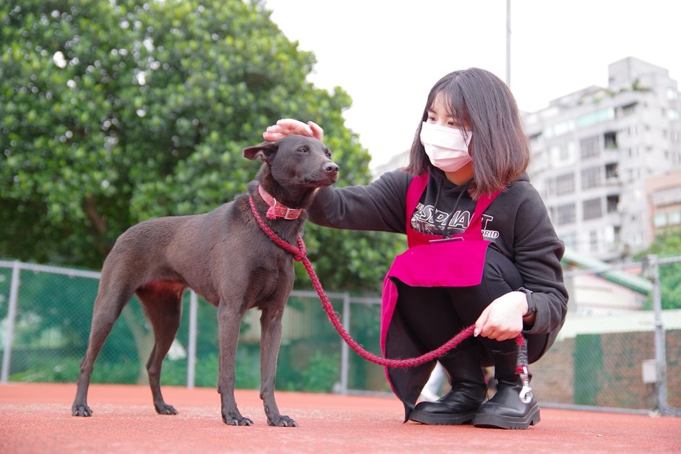 新北市動保處安排動物之家的毛寶貝外出散步曬太陽。 圖：新北市動保處提供