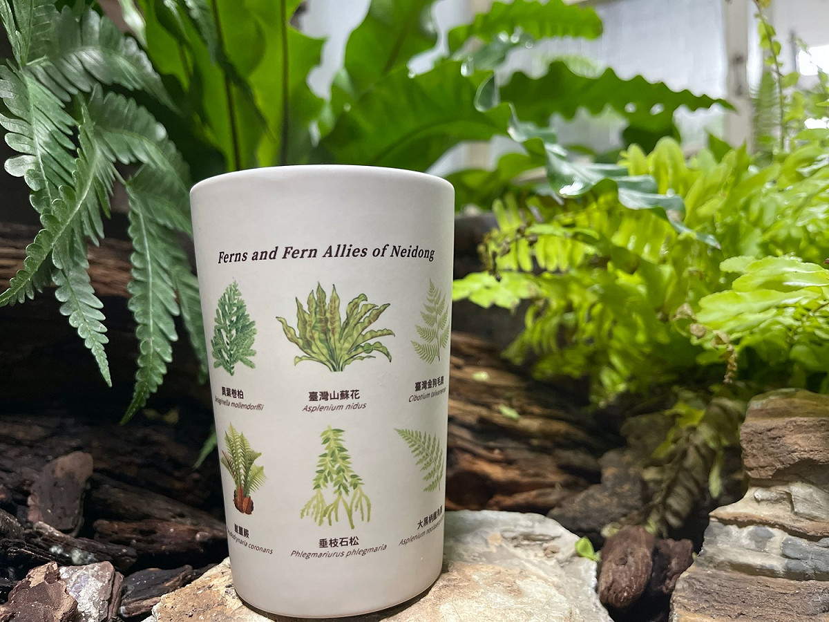 蕨對要收藏的內洞變色蕨杯。 圖：林務局/提供