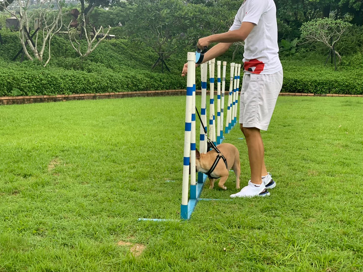 狗狗參加「藝起ＧＯ歡樂」，可在草地運動競賽。 圖：新北市動保處提供