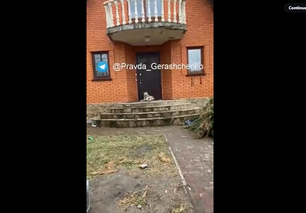 泰蒂亞娜飼養的秋田犬芮守護在家門口等待1個月，全身消瘦一大圈。 圖：翻攝推特